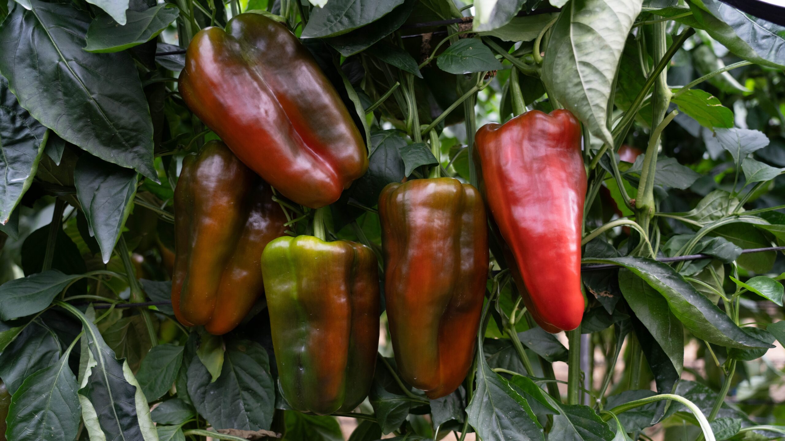 ramiro arnedo palomeque|ramiro arnedo palomeque|ramiro arnedo palomeque